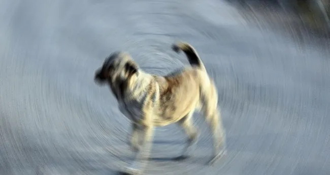 Gaziantep’te köpeğin saldırdığı çocuk ağır yaralandı Gaziantep’te köpeğin saldırdığı çocuk ağır yaralandı