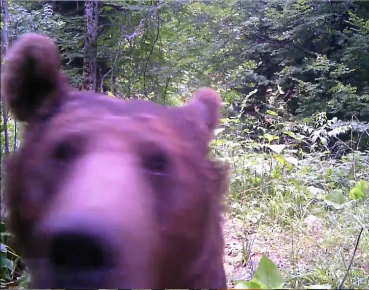Ormanda gezinen ayı, fotokapanı meraklı bakışlarla inceledi