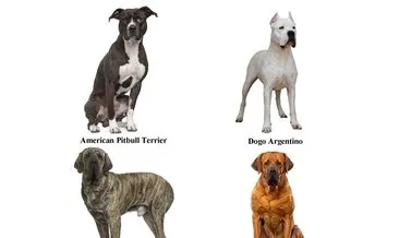 Tehlikeli köpek ırkı sahipleri için son tarih 14 Ocak