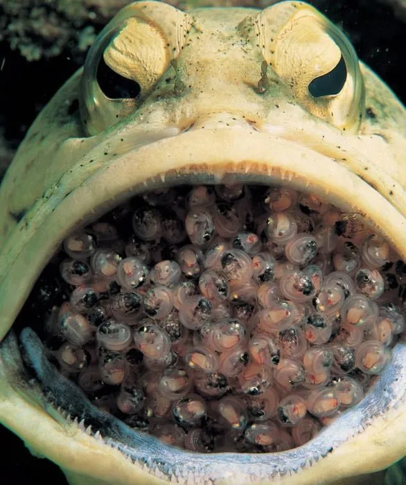 Bu balık yavrularını ağzında taşıyor
