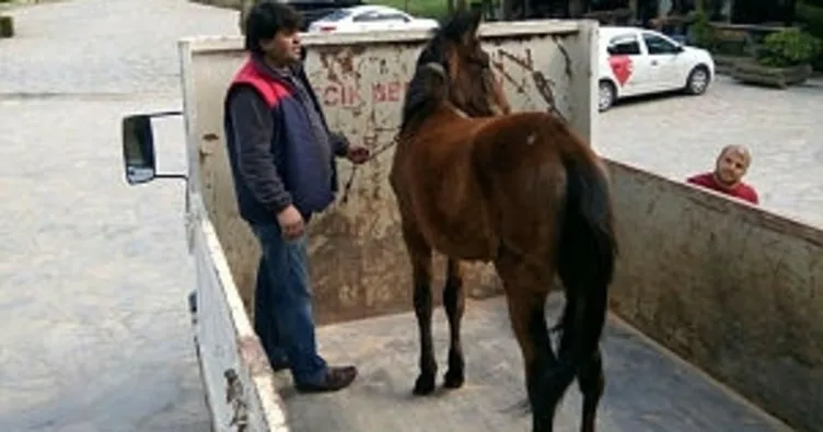 Yakalanan at sahibine teslim edildi