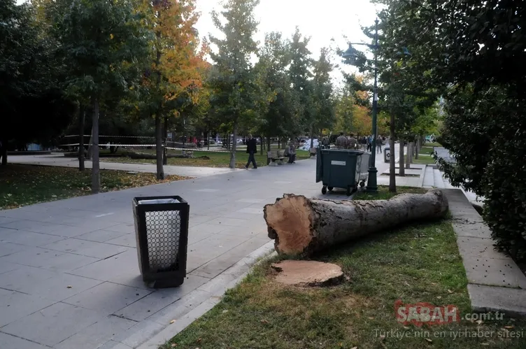 Gülhane Parkı’ndaki ve Gezi Parkı’ndaki ağaçları neden ölüme terk ettiniz | Melih Altınok yazdı