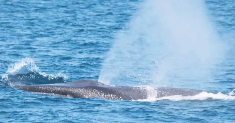 Fin balinaları şarkı öğretiyor