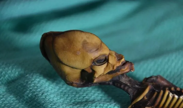 Kafatasının şekli akıllara tek bir şeyi getirmişti! Gizemli iskeletin sırrı çözüldü