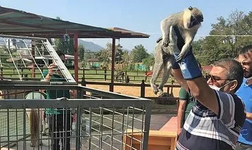 Manisa’da işyerinde maymunlarla yakalandı!