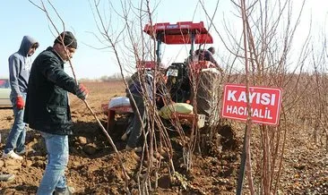 Kayısı fiyatları yükseldi fideye talep arttı #malatya Kayısı fiyatları yükseldi fideye talep arttı #malatya