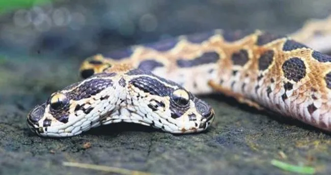 tek isirikla olduren cift basli engerek