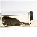 Esmer Kıyı Çintesi’nin soyu tükendi