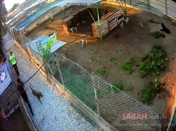 Barınağa giren hırsızlar pitbull cinsi köpekleri çalıp kaçtı