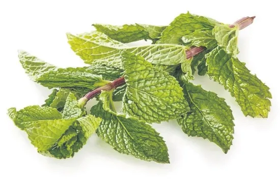 yaz-serinliginin-yesil-kahramani-taze-nane-1781366073771.jpeg