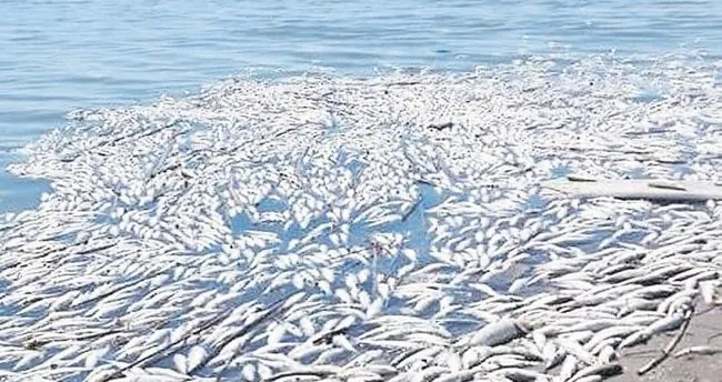 Arıtma arıtmayınca binlerce balık öldü