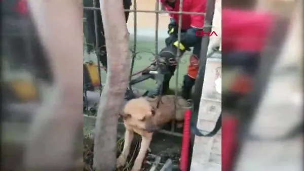 İstanbul Avcılar'da başı demir parmaklıklara sıkışan köpek kurtarıldı