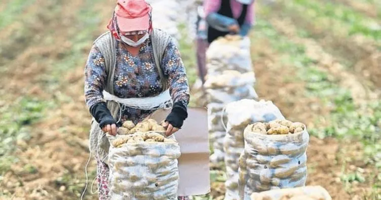 Patatesin ateşini hasat dengeledi