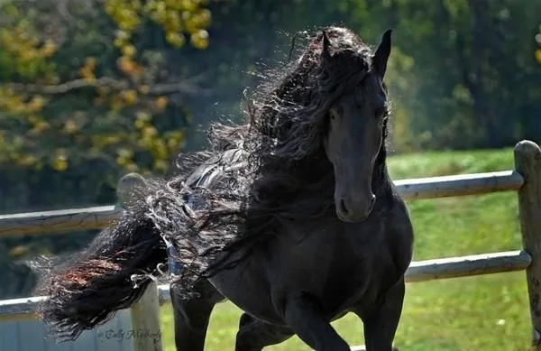 Dünyanın en güzel atı