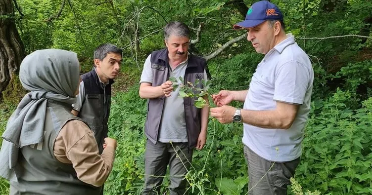 Bayraktaroğlu: Gençleştirme orman mühendislerinin sanatıdır”