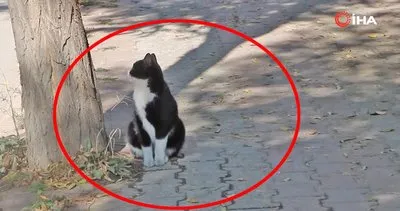 Sivas’ta şüpheli paketin patlatılmasıyla korkuyla sıçrayan kedinin tepkisi kamerada | Video