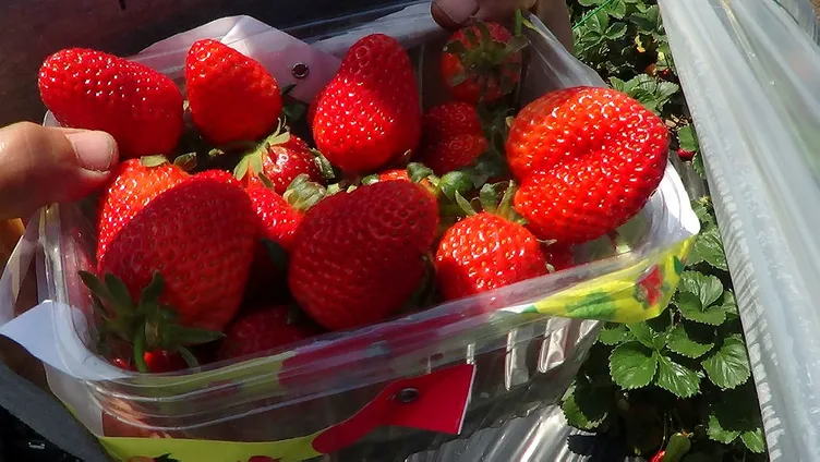 5 yıl önce 5 fideyle başladı şimdi para basıyor!