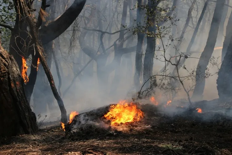 Son dakika: Adana’da orman yangını çıktı