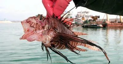 İşte balık katili! Antalya’da alarm verildi