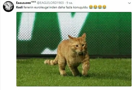 Beşiktaş-Bayern Münih maçında sahaya giren kedi sosyal medyayı salladı