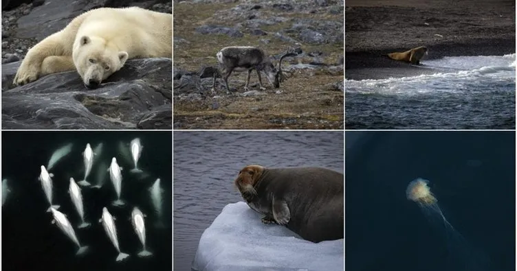 İklim değişikliği Kuzey Kutup canlılarının tehdit ediyor