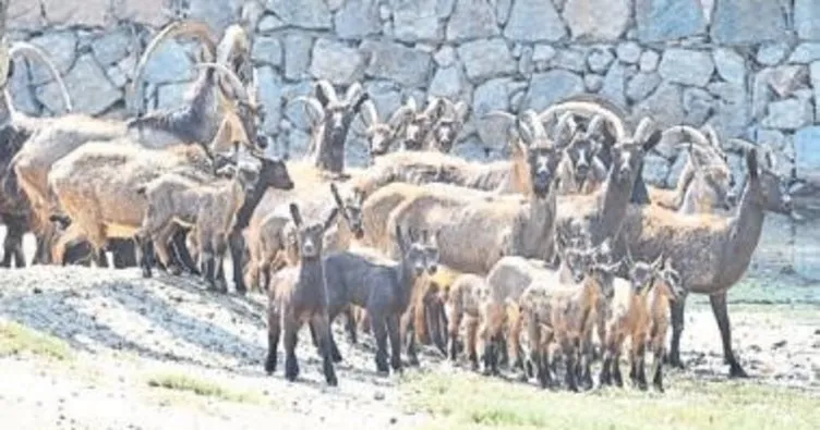 Doğal yaşamın yeni üyeleri