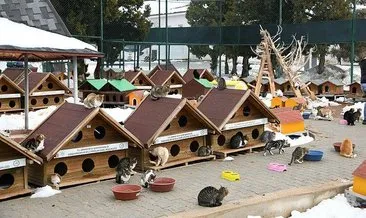 Sokak hayvanları bu barınakta çok mutlu #konya