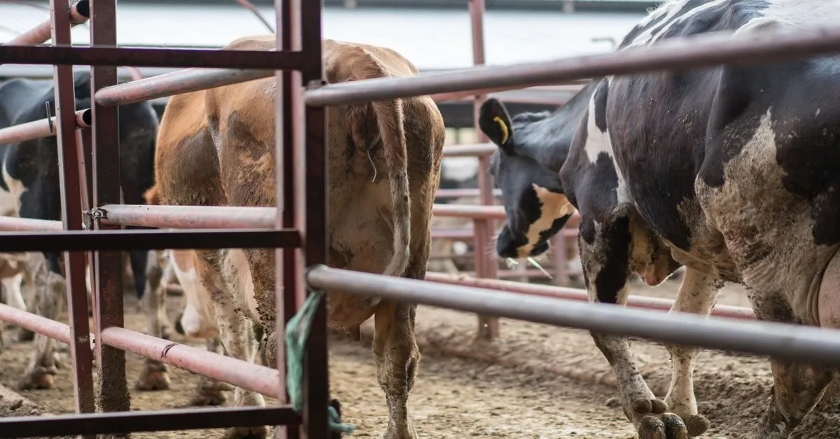 diyanet bilgileri ile kurban vekaleti