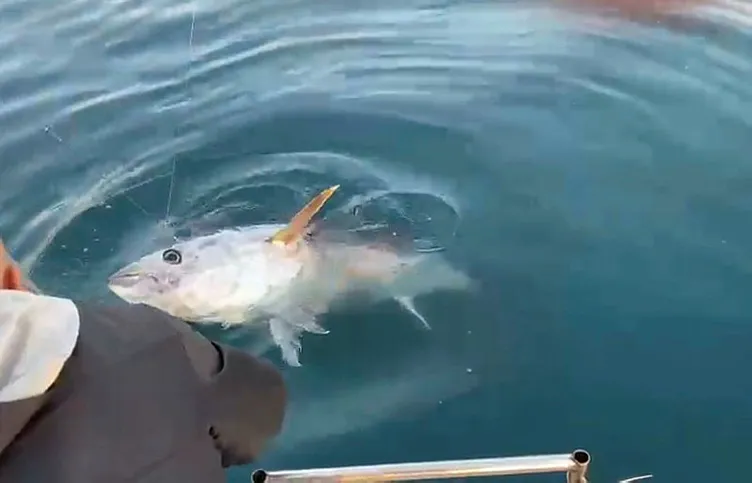 Antalya'da oltaya gelen balığı görünce gözlerine inanamadılar! Tekneyi tam bir 1 saat sürükledi
