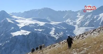 Munzur Dağları’ndaki yılkı atları böyle görüntülendi | Video