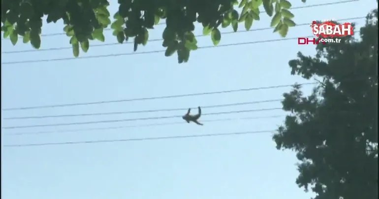 Son dakika haber... Kocaeli’de hayvanat bahçesinden kaçan maymunun feci sonu | Video