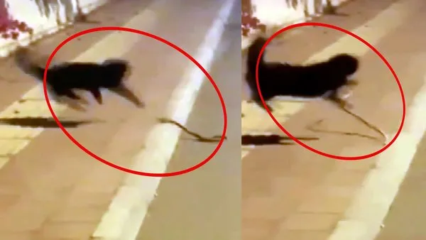 Antalya'da sokak kedisinin yılanla ölümcül kavgası kamerada | Video