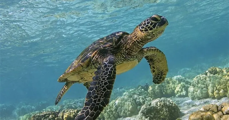 ruyada kaplumbaga gormek ne anlama gelir ruyada kaplumbaga gormek nasil yorumlanir son dakika haberler
