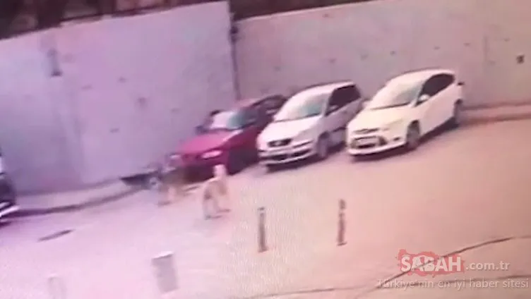 Otomobilini görünce şaşkına döndü: Beslediği sokak köpekleri kabusu oldu