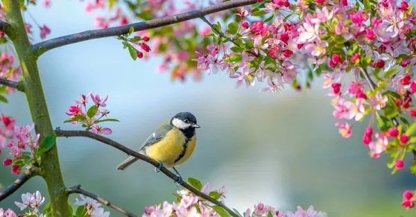 Cemre düşme tarihleri 2022: Cemre ne zaman düşecek, ilk cemre düştü mü?