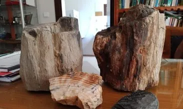 Türkiye’deki fosil ağaç kalıntıları 160 milyon yıllık