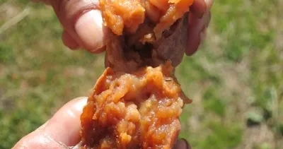 Tam bir şifa kaynağı! Karaciğeri ve böbrekleri temizliyor...