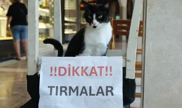 Adana'nın komando kedisi!