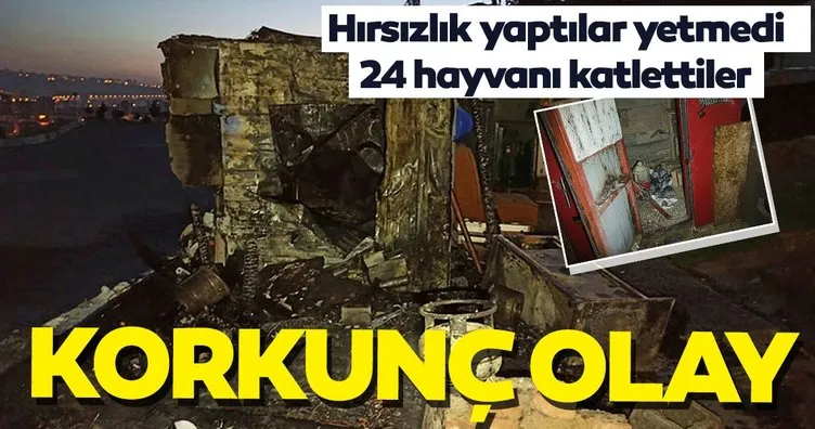 Son dakika: Ankara’da korkunç olay! Hırsızlık yaptılar yetmedi, 24 hayvanı katlettiler...