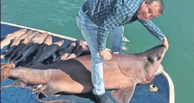 Turda 14 köpek balığı yakalandı
