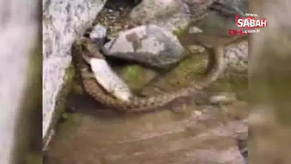 Erzurum'da yılanla alabalığın ölüm kalım mücadelesi kamerada | Video
