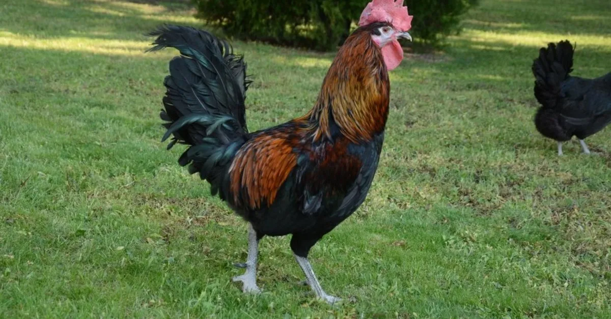 Ruyada Horoz Gormek Ne Anlama Gelir Ruyada Horoz Gormek Nasil Yorumlanir En Son Haber