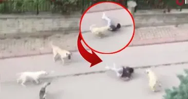 6 sokak köpeği yolda yürüyen çocuğun etrafını sardı: Talihsiz yavru kabusu yaşadı!