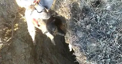 Elazığ'da kuyuya düşen keçi kurtarıldı #elazig