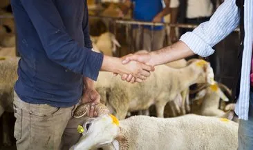 Kurbanlık fiyatları 2022: Diyanet ile Kurban fiyatları ne kadar? Kurbanlık koyun, kuzu, inek, dana, koç, büyükbaş ve küçükbaş fiyatı ne kadar?