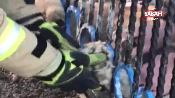 Kafası demir korkuluklara sıkışan sevimli köpekleri itfaiye kurtardı