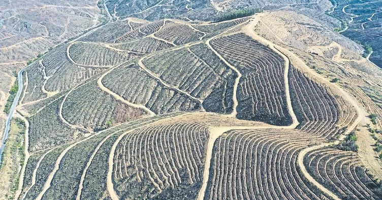 Küllerinden doğacak