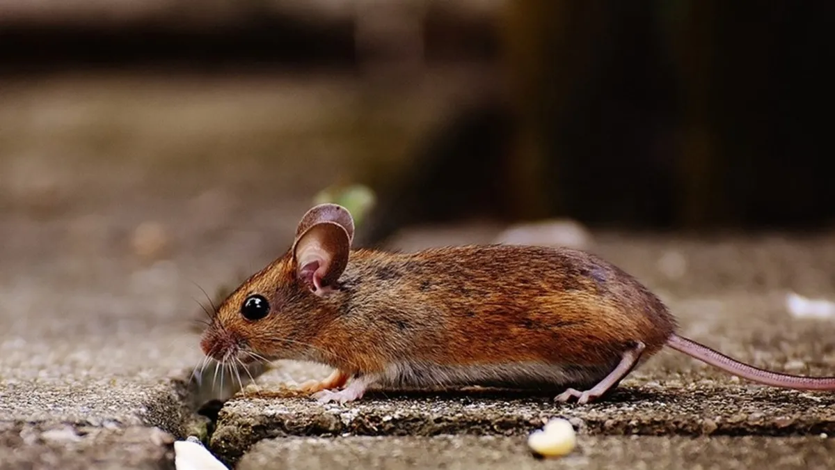 Polonya’da farelere savaş açıldı – Son Dakika Haberler