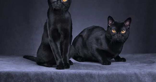 Ruyada Kara Kedi Gormek Ne Anlama Gelir Ruyada Kara Kedi Saldirmasi Ve Tirmalamasi Anlami Ne Demek Ruya Tabirleri Haberleri