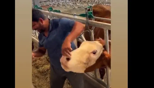 Kurbanlık hayvana içki içirdi! Sözleri pes dedirtti: Hapladıktan sonra...